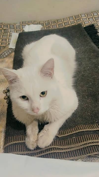Trained White Persian cat