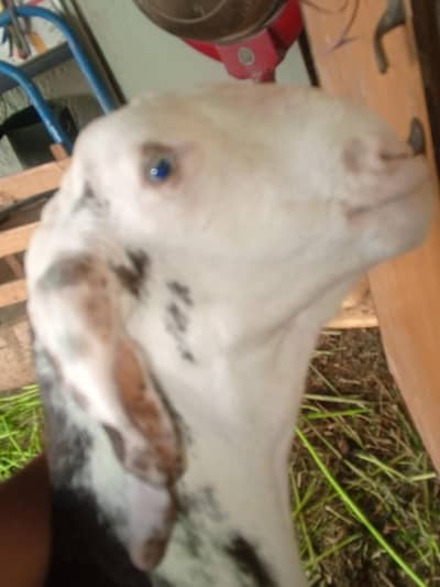 Ablak Cross / Kamori breed  active blue eyes young male breeder