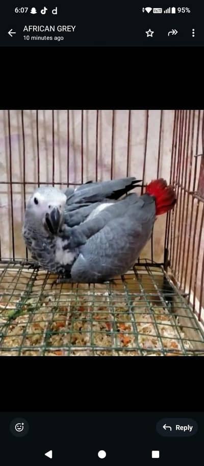 African grey parrot for sale contact me what's up 03257593123