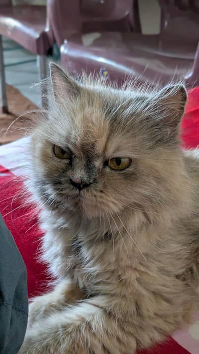 Persian cat for sale