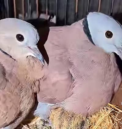Red neck Dove