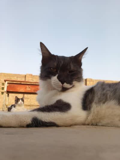 5 Month beautiful Russian female cat