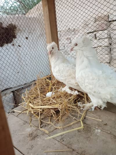 black fril breeder saddle pigeon king