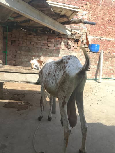 pregnant goat
