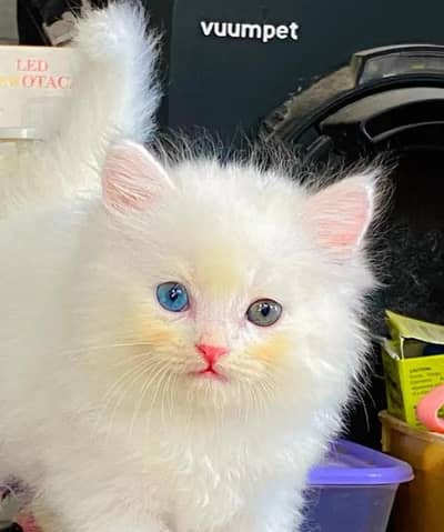 (Persian female kitten) (for sale all) (Pakistan delivery available)
