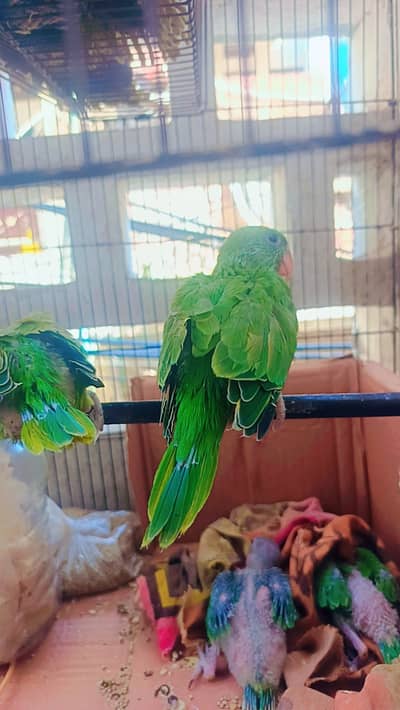 Green talking parrot with 30 days age