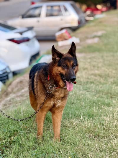 german shepherd