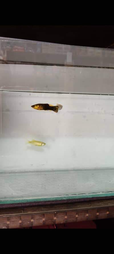 molly and zebra diano fishs