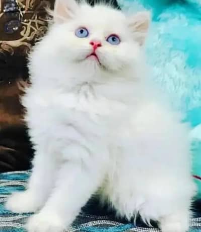 (Persian female kitten) (for sale all) (Pakistan delivery available)