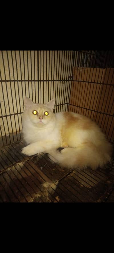 Persian cat full active