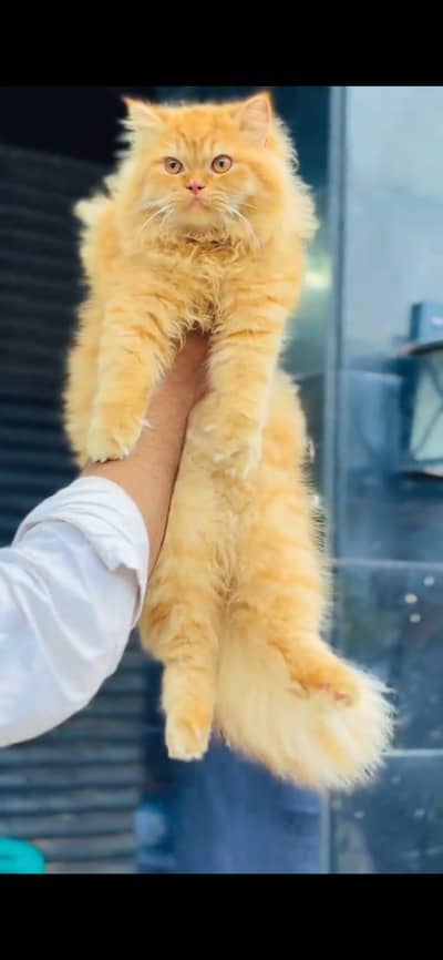PERSIAN MALE FOR MATING NOT FOR SALE