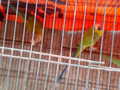 plum head pair
