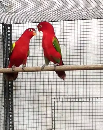 helthy and active chattering lory for sale 03134933748wahtsap
