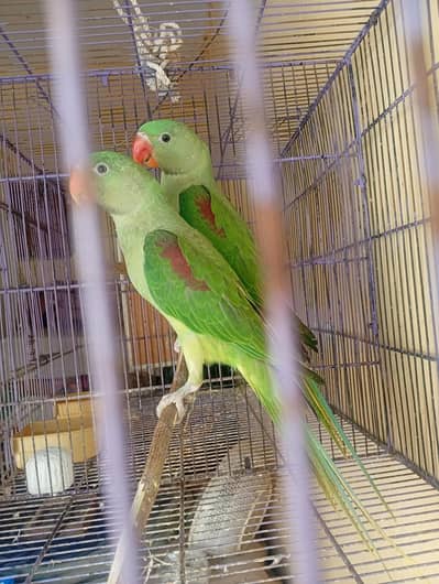 hand feed friendly pathy