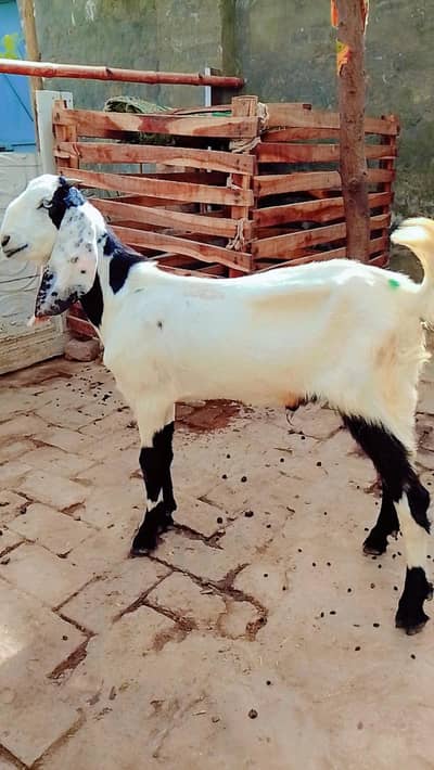 2 Male Gost
