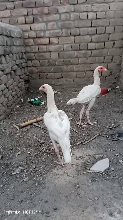 Hera Aseel Pair