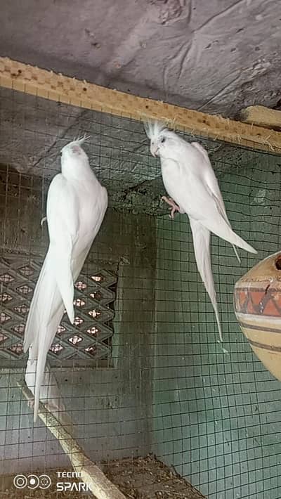 cocktail breeder pair
