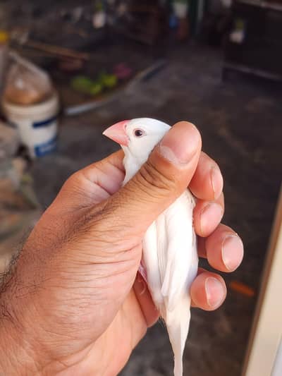 White Java Pair