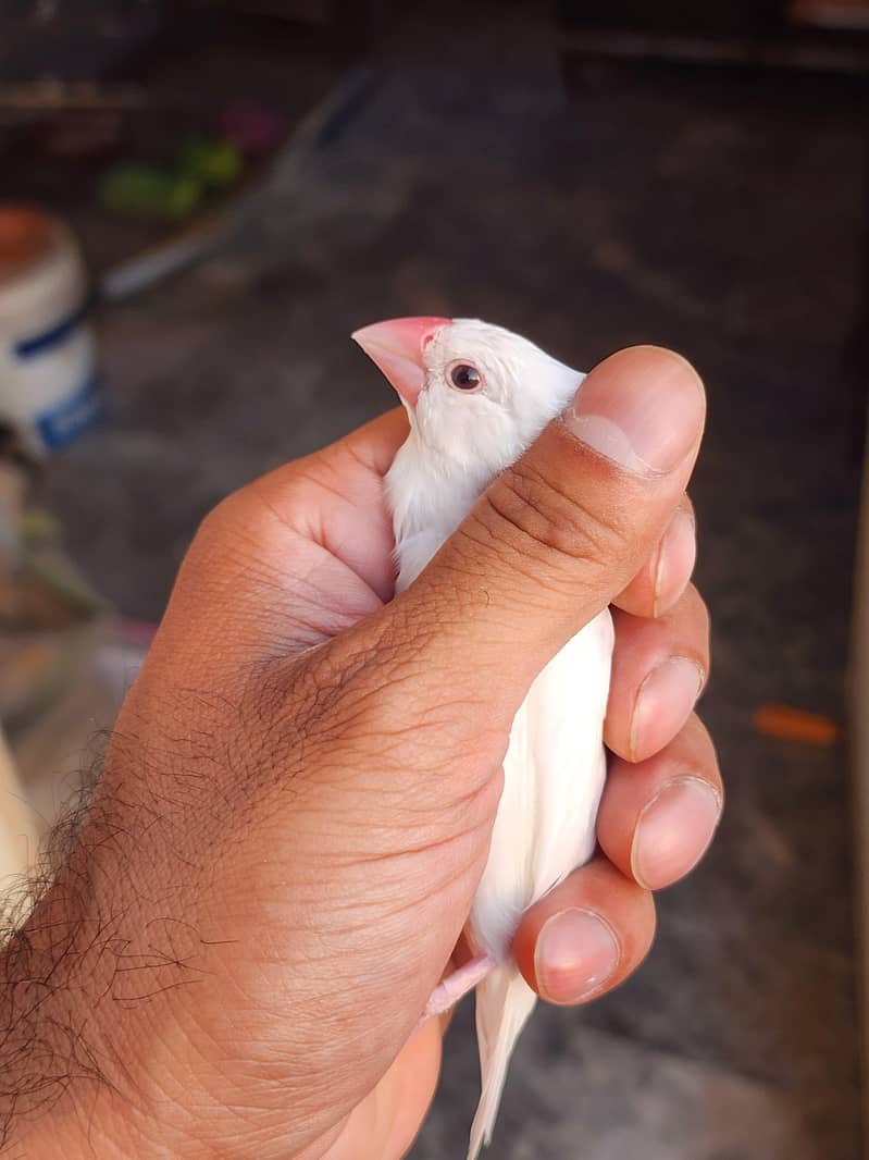 2 White Java Pair 1