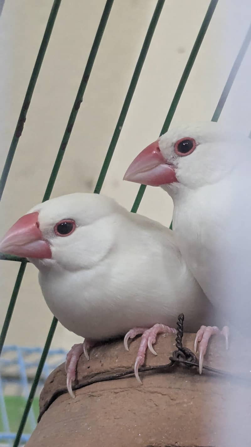 2 White Java Pair 2