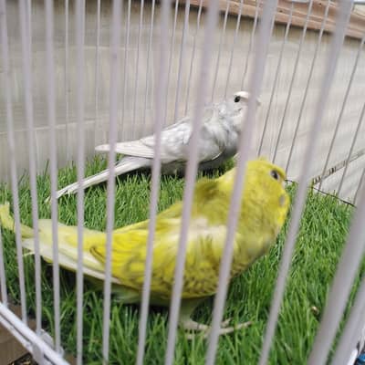 hogoromo  parrot