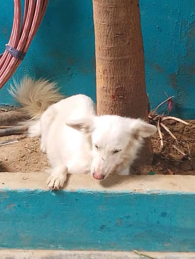 Dog For sale