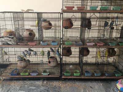 Australian parrots for sale