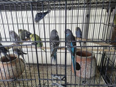 Australian parrots for sale