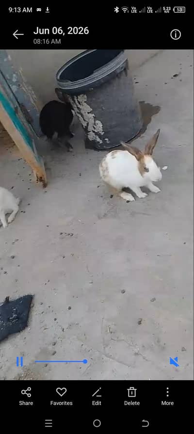 for sale rabbits