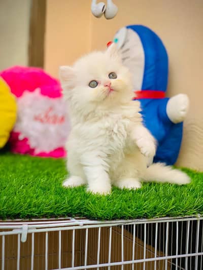 punch face persian kitten