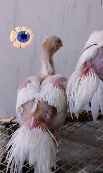 parrot beak long tail chicks