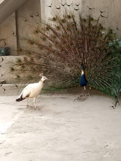 Peacock Pair pied male and black shoulder Female