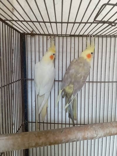 Cocktail Pair
