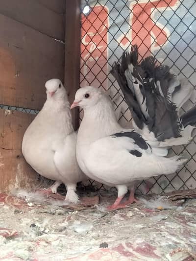 Faintail  Breeder Pair For Sale