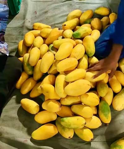 Export quality Mango in reasonable price