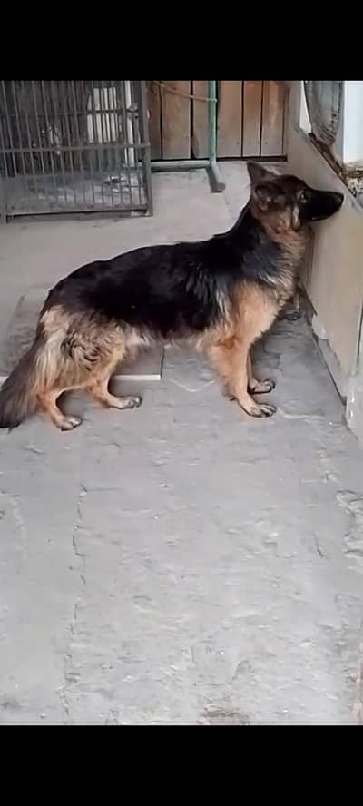 German Shepherd