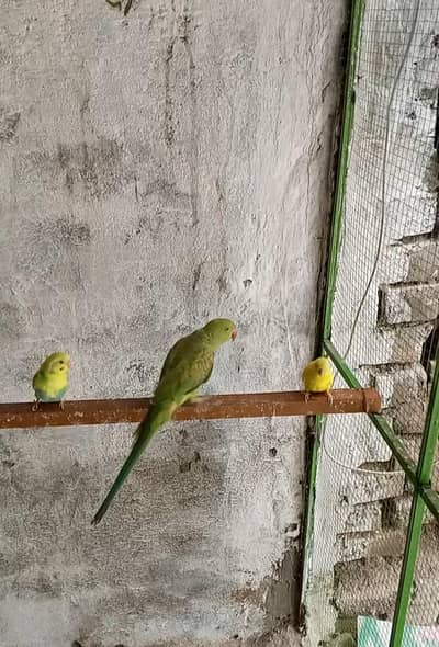 Female ha. tame nai ha. breed k liya ha