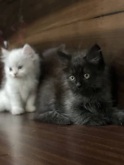 Persian kitten