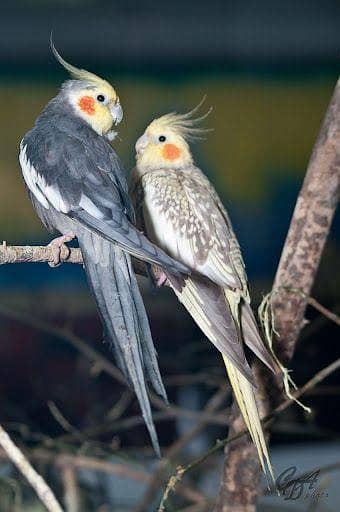 cocktail bareedr pair with 1 chick