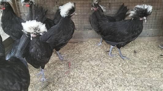 Black Polish For Sale
