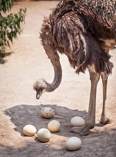 ostrich egg