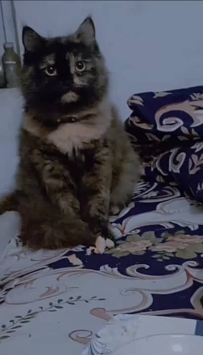 FEMALE PERSIAN CAT
