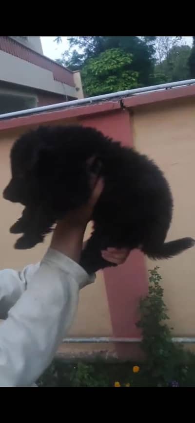 Healthy and Active GSD pupps 1.5 month