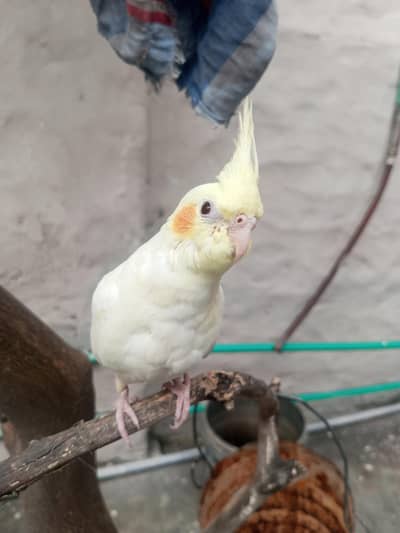 Cockatiel Pair Hand Tame home breed. 6 month Age