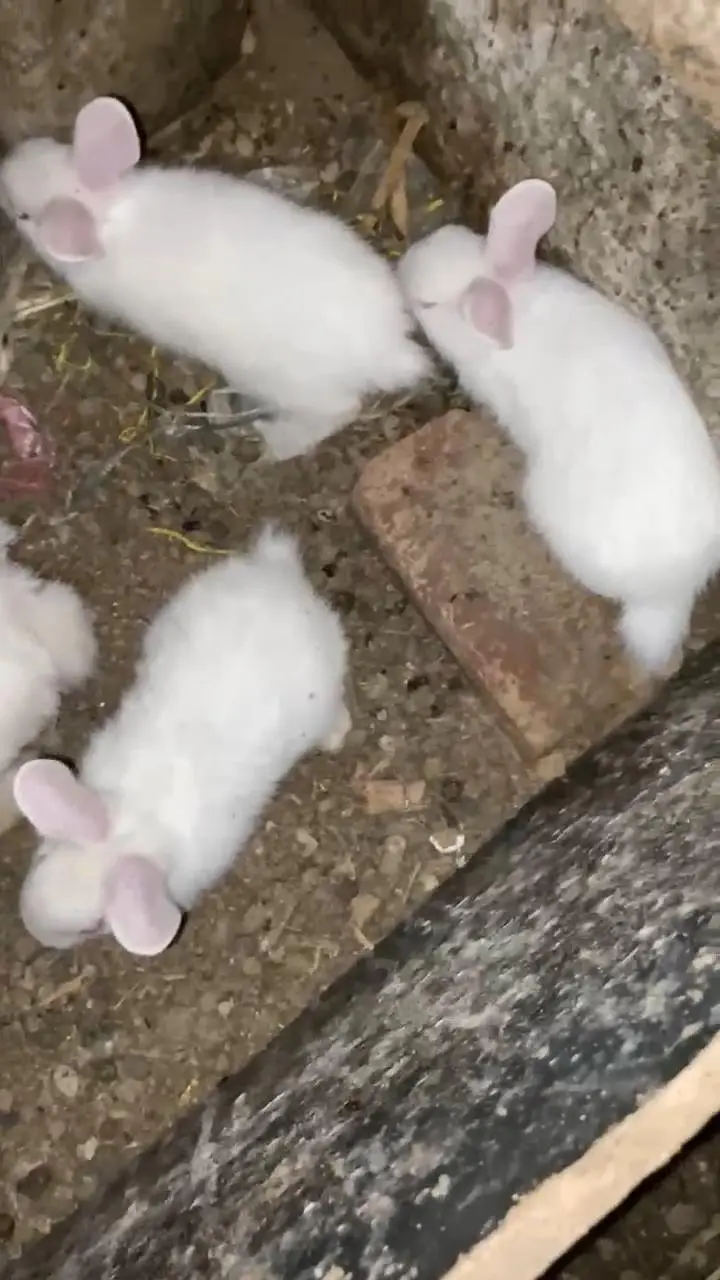 Red eyes white rabbit chicks 600 ka 1 what's app 03239931993