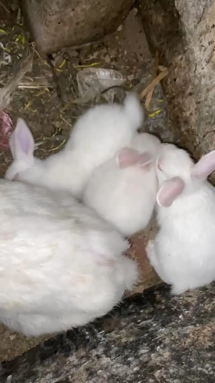 Red eyes white rabbit chicks 600 ka 1 what's app 03239931993 — photo 2