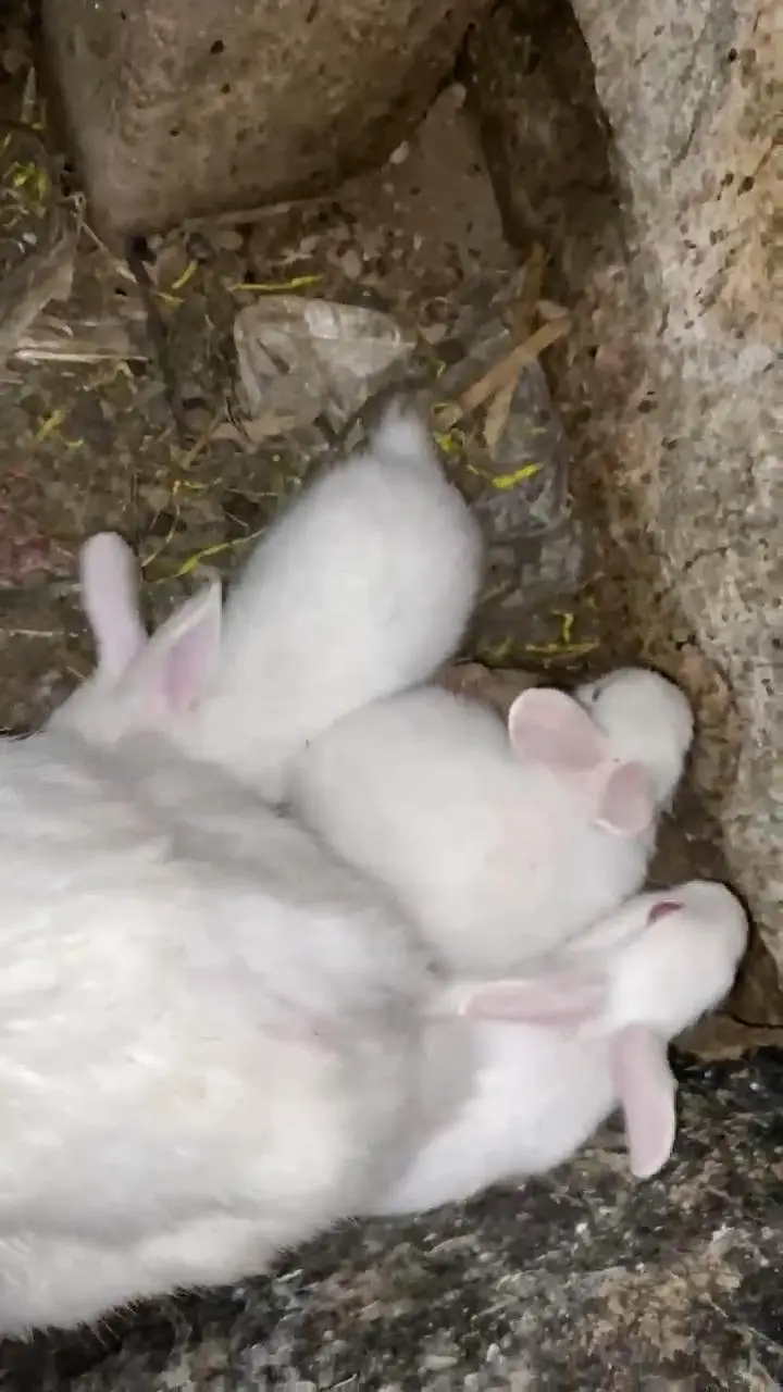 Red eyes white rabbit chicks 600 ka 1 what's app 03239931993 — photo 3