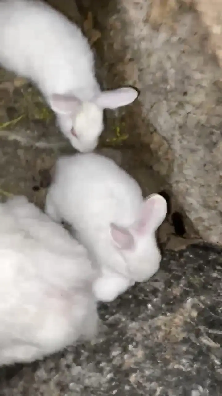 Red eyes white rabbit chicks 600 ka 1 what's app 03239931993 — photo 4