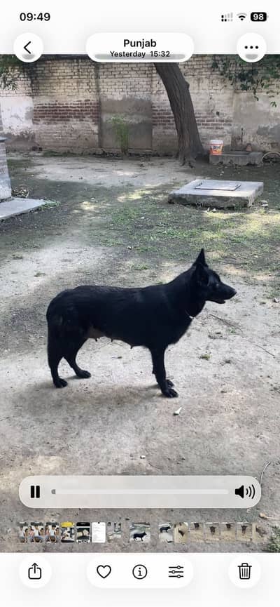 Healthy Vaccinated Breeder Female