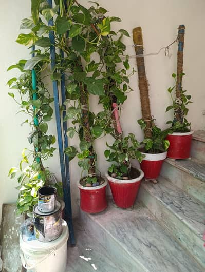 BEAUTIFUL PLANTS